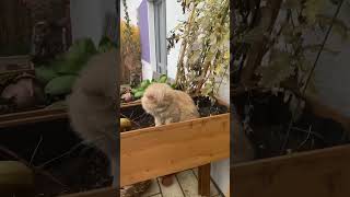 I think Curt identifies as a plant now cat cuteecats kittencuddles kitty lovelycat funnycats [upl. by Amerak921]