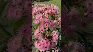 Corymbia Summer Beauty in bloom amp covered in Australian native bees [upl. by Marji]