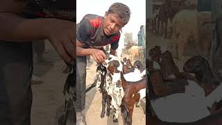 Sahiwal Mandi Update bahawalsherbakratv goat sahiwalmandi [upl. by Hitchcock]