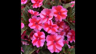 Propagate and overwinter your Sunpatiens [upl. by Atorod]