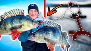 TARGETED ICE FISHING FOR BIG PERCH WITH INSANE RESULTS  Team Galant [upl. by Guthrey]