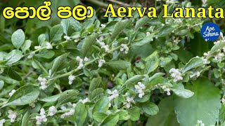 පොල්පලා තොරතුරු  Aerva Lanata Polapala  Mountain Knotgrass Pindikura  Pindichettu poola poo [upl. by Josselyn]