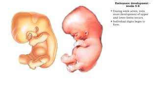 Embryonic development  Weeks 5 to 8 [upl. by Deaner]