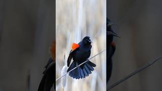 one of the aggressive members of the Passeriformes orderRedwinged Blackbird Agelaius phoeniceus [upl. by As]