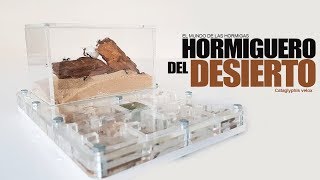 EL HORMIGUERO DEL DESIERTO  Limpieza consejos humor y acción Hormigas Cataglyphis velox [upl. by Faubion711]