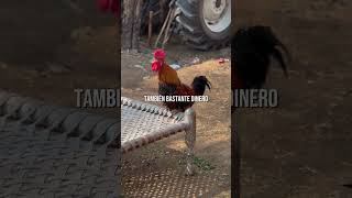 Llegó rengueando un viejito 👴🏼🐓🎶 Corridos Clásicos Los2delaS 2S Gallos [upl. by Samale]