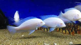 Albino Blue Dolphin cichlids [upl. by Jarlathus]