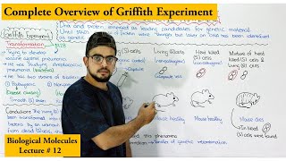 Griffith experiment or Transforming Principle  Transformation [upl. by Alysia788]