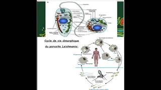 la morphologie et cycle de vie de leishmania [upl. by Annayi]