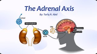 The Adrenal Axis [upl. by Ynnhoj441]