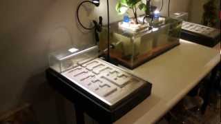 AquariumFormicarium Overview HD 1080p [upl. by Mitch868]