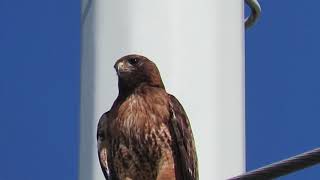 Red tailed hawk lets out a piercing cry [upl. by Alegnad]