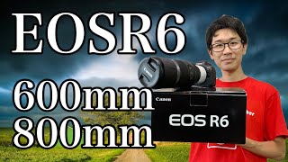 【Canon】 EOSR6とRF600mmF11 RF800mmF11【ファーストインプレッション】【レビュー】 [upl. by Nil]