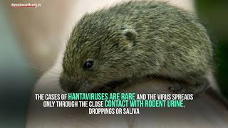 Why you need not worry about a Hantavirus pandemic [upl. by Adlih]