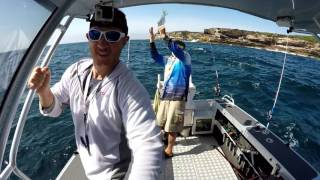 Sydney kingfish marlin tuna amp jewfish by formonster amp chilliburn [upl. by Ynned768]