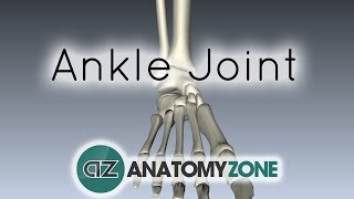 Ankle Joint  3D Anatomy Tutorial [upl. by Yelwah]