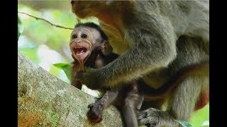 Nasty Monkey Sasha not pity Aiden Make baby Crying a lot Baby Very scare [upl. by Pittel]