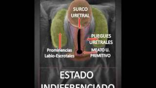 Embriologia del Hipospadiasmp4 [upl. by Hillhouse]