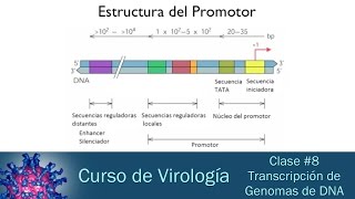 Clase 8  Transcripción de Genomas de DNA [upl. by Ais]