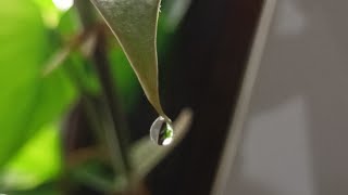 Angle of contact  Surface Tension example   Drops not wet solid Surface  Capillarity [upl. by Yrennalf]