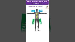 Anatomical Directional Term Part 4 ll Proximal amp Distal ll ytshorts ll PATHOGENESIS [upl. by Rratsal565]