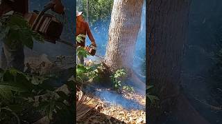 Cutting down mahogany trees is very effectivewoodwoodworkingshorts [upl. by Ahseirej]