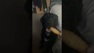 Chicken tendies funny doglover cute animals dog food [upl. by Omrellug586]