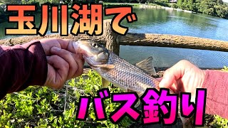 バス釣り 愛媛県玉川湖 [upl. by Sarajane]