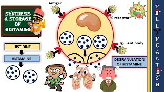 Why Histamine is stored along with Heparin in mast cell [upl. by Dnalloh62]