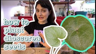 How to Grow Dioscorea Elephantipes from Seeds [upl. by Ocirrej]