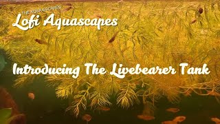 Relax With the Livebearers lofi beats to studyworkrelax to [upl. by Sayer210]