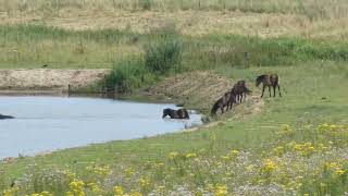 Natuur Overstekende paarden met zorg voor elkaar [upl. by Alejoa]