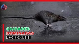 ¡Plaga Imparable Las 10 Ciudades Más Infestadas de Ratas en Estados Unidos My Resenas [upl. by Mylo261]