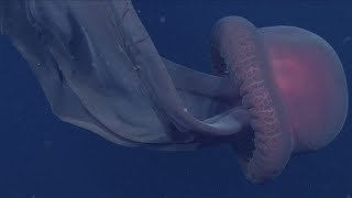 Scientists Spot Rare Giant Phantom Jellyfish With 33FeetLong MouthArms [upl. by Chaves944]