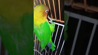 lovebird birds albinodecino parrot albinolovebirds birdslover cearmion [upl. by Branch418]