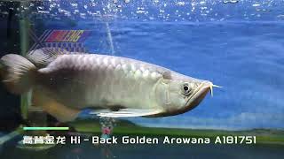 🐉高背金龙 HiBack Golden Arowana 🐉 [upl. by Leahcimal]