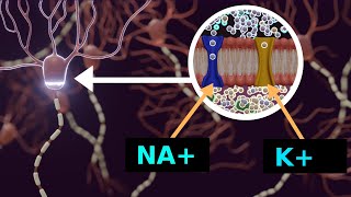Aktionspotential und Ruhepotential  Nervenimpuls [upl. by Erialc]