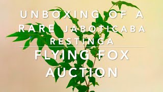 Unboxing a Rare Jaboticaba Restinga from Flying Fox Fruits [upl. by Vins]