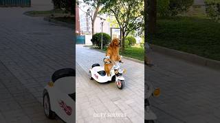 Dog Drive Scooter In School 🏫🎒youtubeshorts ytshorts factshorts facts factsvideo shortvideo [upl. by Webber]