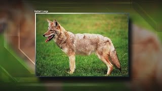 Coyote sightings increase in Milwaukee County [upl. by Etnoved]