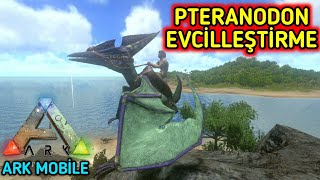 Ark Türkçe PTERANODON EVCİLLEŞTİRME  PTERANODON NASIL EVCİLLEŞTİRİLİR  ARK Survival Evolved Mobile [upl. by Gupta64]