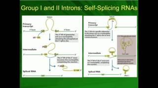 Types I and II SelfSplicing Autocatalytic Introns in mRNA [upl. by Sorcim960]