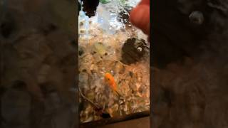 Feeding the African cichlids fish cichlids africancichlids [upl. by Soren]