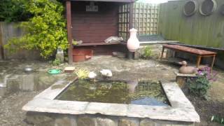 How to build a Large Plastic Duck Pond Easy to Keep Clean [upl. by Junius]