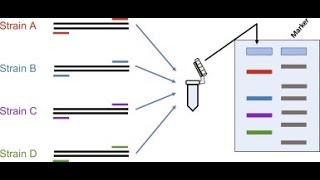 Multiplex PCR and RT PCR [upl. by Tabber102]