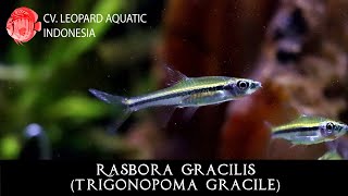 Trigonopoma gracile The Slender Rasbora GRACILIS Leopard Aquatic T026A [upl. by Coney335]