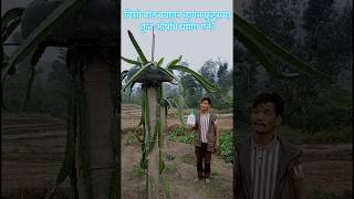 What medicine to give in dragon fruits to protect against cold himaldragonfruitsfarm dragonfruits [upl. by Barbee]