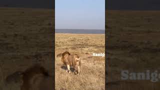 Tailless Male Lion Saningo  Masaimara  lion mapogo shorts wildlife animals [upl. by Starks]