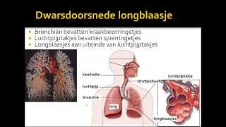 2 ademhalingsstelsel van de mens [upl. by Zerla]