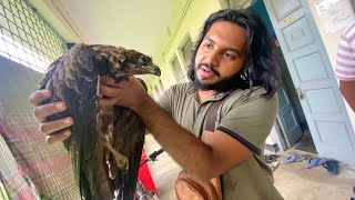 Eagle rescue from Dhaka University 🦅😞 [upl. by Neelrihs641]